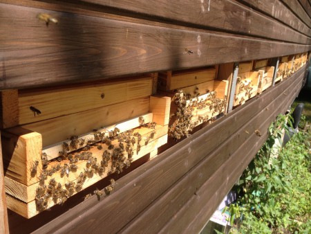 Včely v renovovanom kočovnom voze..